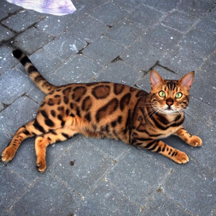 Bengal cat